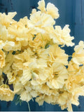 10 seeds Nasturtium 'Double Delight Cream'  Tropaeolum majus flower spore