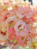 10 seeds Nasturtium ÔTip Top Alaskan SalmonÕ Tropaeolum minus flower seeds