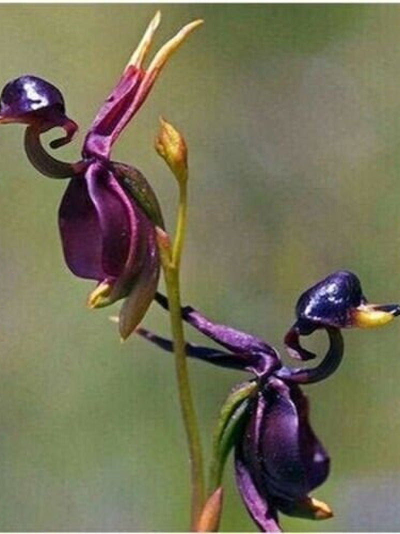 50PCS Seeds Duck Orchid Flowers Rear Odd Garden Plants.(#4985) FLOWER DELIVERY