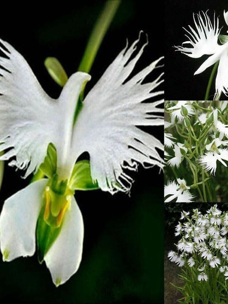 Japanese Radiata White Egret Orchid Flower 50Pcs Seeds...(#5422) FLOWER DELIVERY