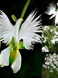 Japanese Radiata White Egret Orchid Flower 50Pcs Seeds...(#5422) FLOWER DELIVERY