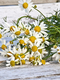 CHAMOMILE FLOWER SEEDS - Aromatic Herb Flowers make Tea / Perfume / Potpourri and Essential Chamomile Oil or use as a Chamomile Lawn - Seed flower seeds