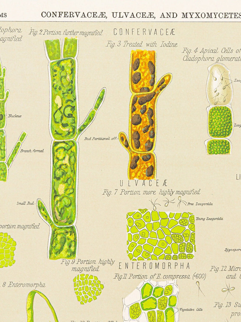 Myxomycetes confervaceae - Original Print out of The Botanical Atlas by D M'Alpine - NY 1883 flower spore