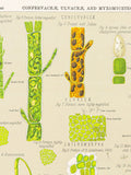 Myxomycetes confervaceae - Original Print out of The Botanical Atlas by D M'Alpine - NY 1883 flower spore