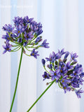 29Ó Faux Agapanthus Africanus Stem, Lily of the Nile Bloulelie - Artificial Flower - Blue faux plants
