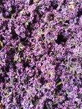 Organic Dried Lilac Flowers - Syringa vulgaris - Hand Picked - LIMITED QUANTITY flower spore