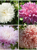 Aster AppleBlossom Rose Flower Mix Seeds - Annual Chinese Aster in Apple Blossom Pink / White / Apricot and Rose Pink - Cut Flowers Garden seeds bulk