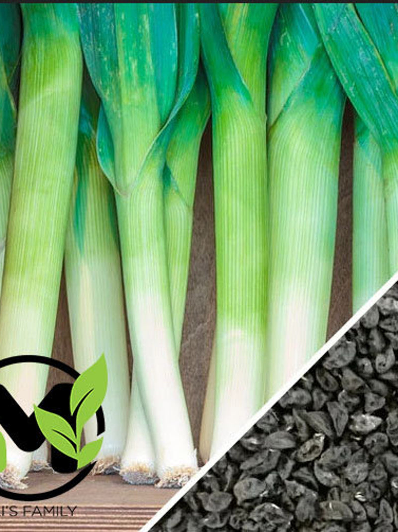 Large American Flag Leek Seeds | Non-GMO seeds bulk