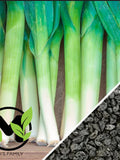 Large American Flag Leek Seeds | Non-GMO seeds bulk