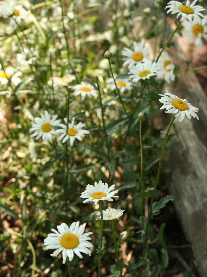 BULK  Daisy seeds WildCrafted in Alberta seeds bulk