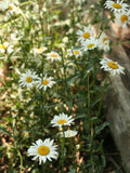 BULK  Daisy seeds WildCrafted in Alberta seeds bulk
