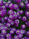 Bulk Royal Carpet Sweet Alyssum Seeds, Lobularia Maritima LO015C seeds bulk