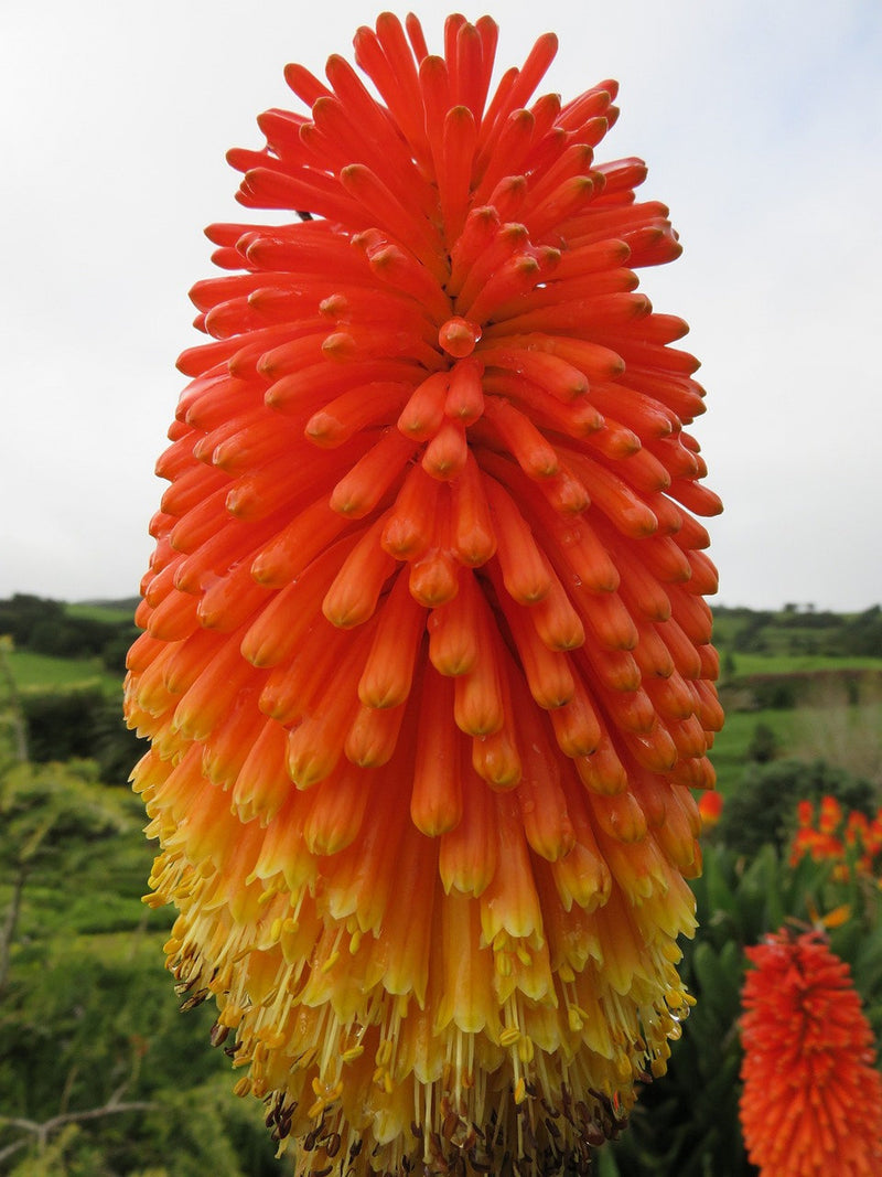 TORCH LILY SEEDS - Red Hot Poker Lily / Tritoma / Pfitzers / Attracts Hummingbirds Butterflies and Honeybees flower seeds