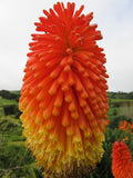 TORCH LILY SEEDS - Red Hot Poker Lily / Tritoma / Pfitzers / Attracts Hummingbirds Butterflies and Honeybees flower seeds