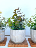 Artificial Eucalyptus Plant in handmade textured Concrete Pot with Wood Tray - available in Pink, Purple or Green, Faux Plant faux plants