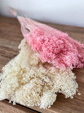 Broom Bloom dried flowers white or pink large bunch or small bunch FLOWER DELIVERY