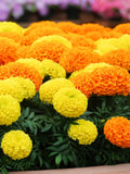 Bulk Crackerjack Marigold Seeds, African, Yellow and Orange, Tagetes Erecta TG412C seeds bulk