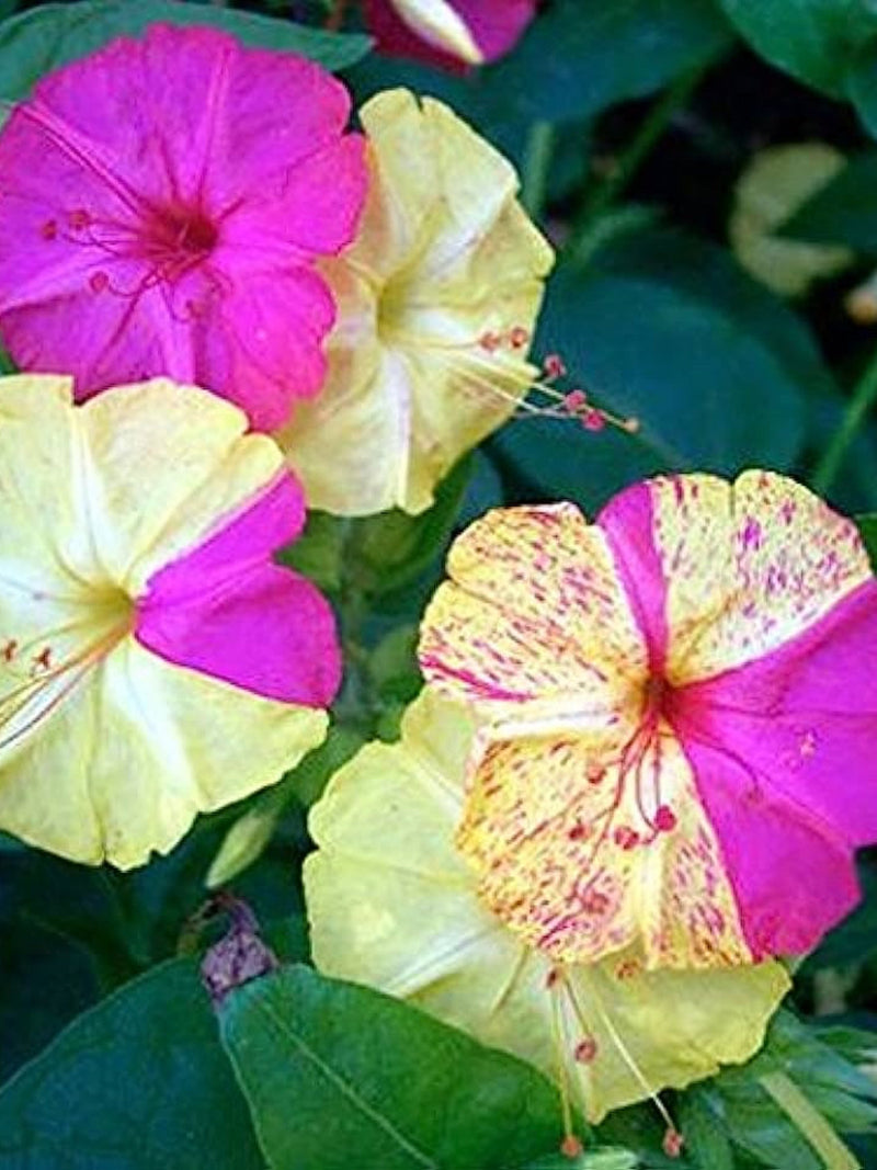 Broken Color Four OÔClock Seeds, Mutabilis Jalapa MU2225 flower seeds