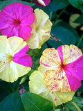 Broken Color Four OÔClock Seeds, Mutabilis Jalapa MU2225 flower seeds