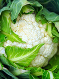 Bulk Snowball Cauliflower Seeds, Self Blanching, Heirloom Non GMO, Brassica Oleracea BR062C seeds bulk