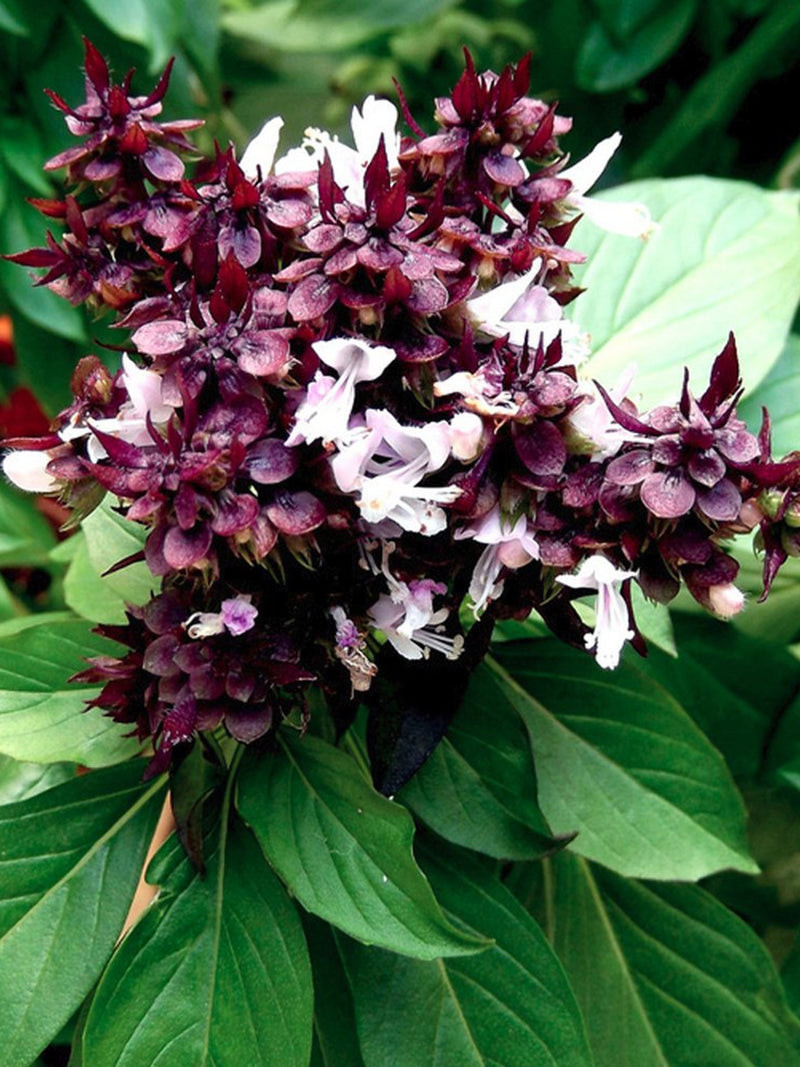 Bulk Siam Queen Basil Seeds, Ocimum Thyrsiflora OC081C seeds bulk