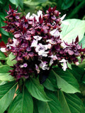 Bulk Siam Queen Basil Seeds, Ocimum Thyrsiflora OC081C seeds bulk