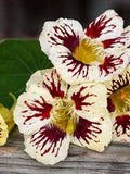 10 seeds Nasturtium ÔOrchid CreamÕ Tropaeolum majus flower spore