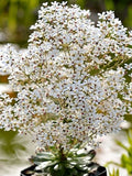 100/500 Pyramidal Saxifrage Succulent Seeds*Saxifraga cotyledon Plant Seeds*24 in tall Flowers*Evergreen*Container Plants*Rock Gardens*Shade seeds bulk