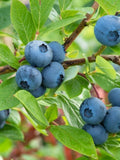 Blueberry Seeds - Organic, Heirloom, Open Pollinated, Non GMO - Grow Indoors, Outdoors, In Pots, Grow Beds, Soil, Hydroponics & Aquaponics seeds bulk