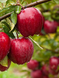 Apple Seeds - Organic, Heirloom, Open Pollinated, Non GMO - Grow Indoors, Outdoors, In Pots, Grow Beds, Soil, Hydroponics & Aquaponics seeds bulk