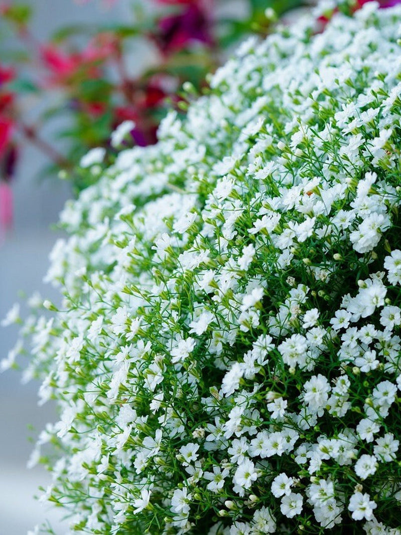 50+ BABYÕS BREATH Flower Seeds - CLASSIC Heirloom Gypsophila / Covent Garden / Chalk / Gauze and Gypsy Flowers / Diy Arrangements - Seeds flower seeds