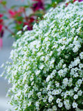 50+ BABYÕS BREATH Flower Seeds - CLASSIC Heirloom Gypsophila / Covent Garden / Chalk / Gauze and Gypsy Flowers / Diy Arrangements - Seeds flower seeds