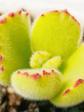Bear's Paw Cotyledon Tomentosa fluffy fuzzy velvety plush hairy succulent (10 Seeds) faux plants