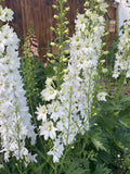 White Flower Seed Collection, Non-GMO, Untreated, Annual, Perennial flower seeds