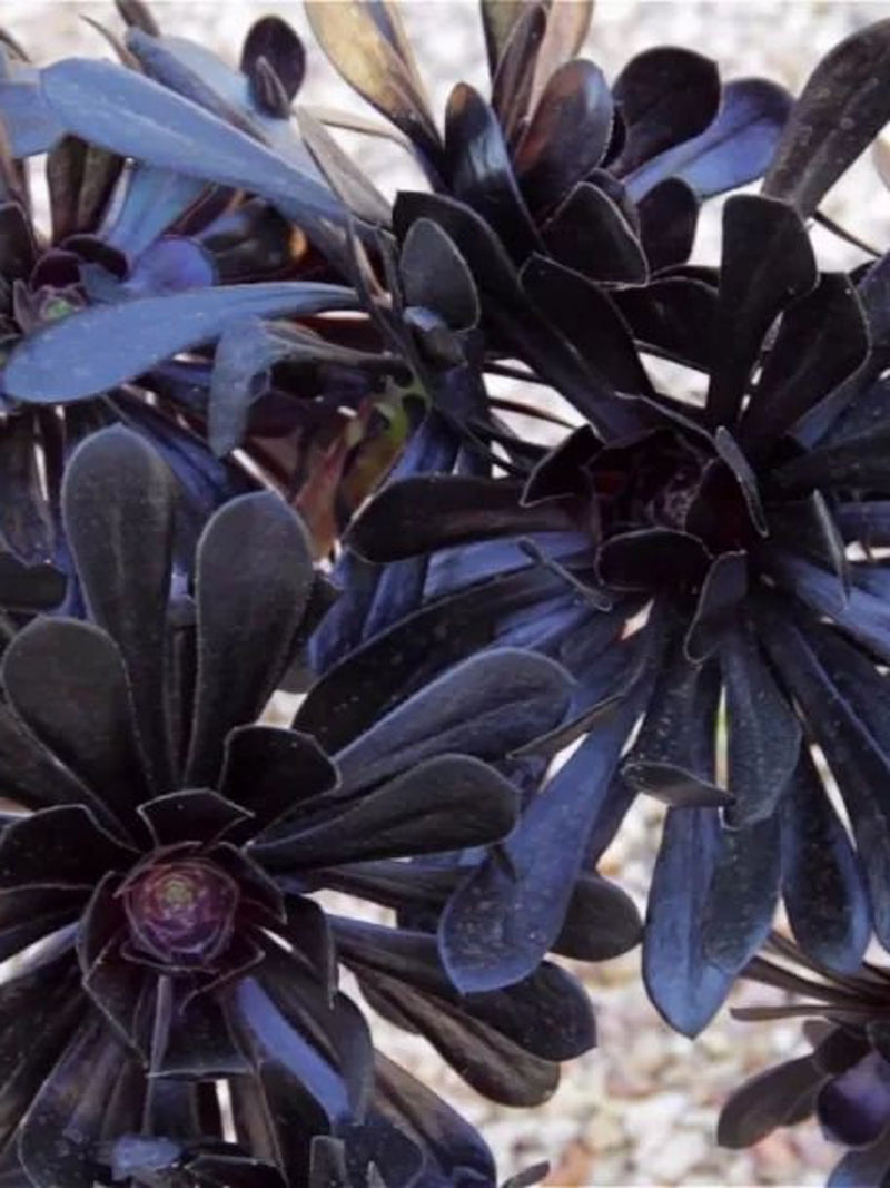 100pcs/pack Mixed Succulent Plant Seeds. #3699 seeds bulk