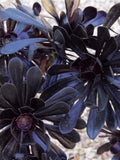 100pcs/pack Mixed Succulent Plant Seeds. #3699 seeds bulk