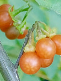 Sweet Amber Pearls Seeds - Solanum Alatum - Rare Sweet & Tangy Berries flower spore