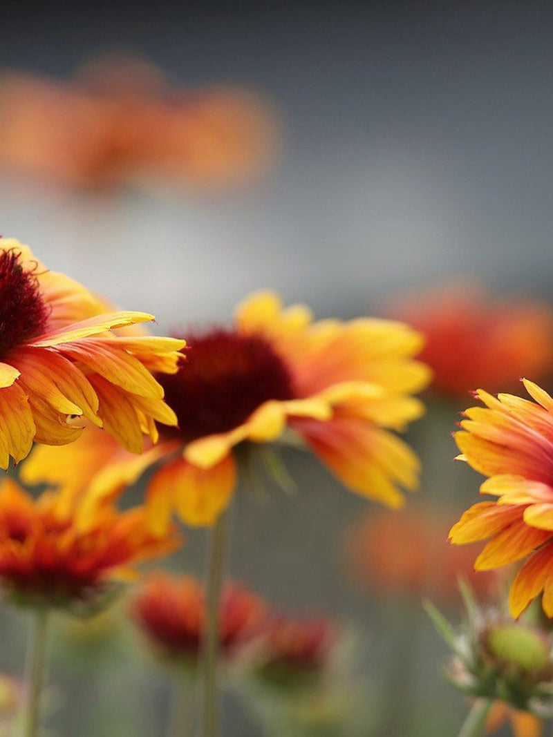 Bulk Native Great Blanket Flower Seeds, Gaillardia Aristata GP022C seeds bulk