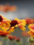 Bulk Native Great Blanket Flower Seeds, Gaillardia Aristata GP022C seeds bulk