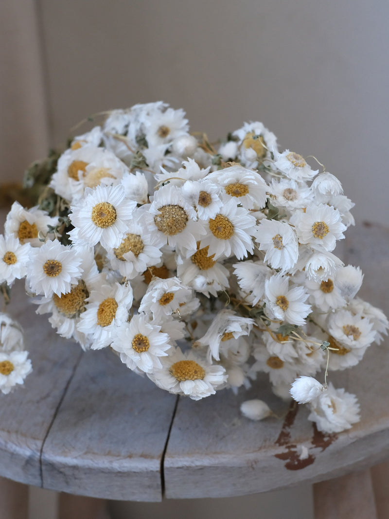 Dried Paper Daisy Bunch, White Rodanthe Flowers, Natural Dried Floral Arrangement, Boho Vase Filler, Rustic Home Decor, Everlasting Daisies FLOWER DELIVERY