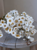 Dried Paper Daisy Bunch, White Rodanthe Flowers, Natural Dried Floral Arrangement, Boho Vase Filler, Rustic Home Decor, Everlasting Daisies FLOWER DELIVERY