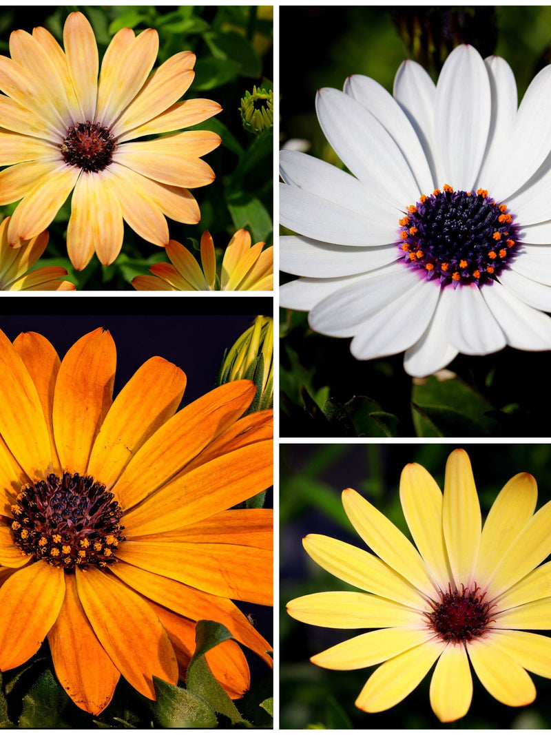 45+ AFRICAN DAISY FLOWER Seed - Really Cute as Annual Ground Cover or a Bright Garden Border - Aurantica Hybrids African Daisy Seeds flower seeds