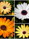 45+ AFRICAN DAISY FLOWER Seed - Really Cute as Annual Ground Cover or a Bright Garden Border - Aurantica Hybrids African Daisy Seeds flower seeds