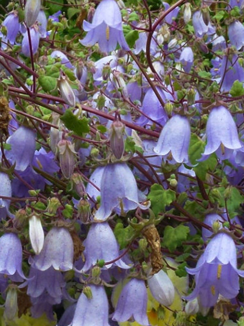 200/600 Rock Bellflower Seeds*Lilac Bells*Rock Gardens*Geranium like Leaves*Symphyandra zanzegura*Low Maintenance*Shade Plants*FLAT SHIPPING seeds bulk