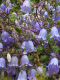 200/600 Rock Bellflower Seeds*Lilac Bells*Rock Gardens*Geranium like Leaves*Symphyandra zanzegura*Low Maintenance*Shade Plants*FLAT SHIPPING seeds bulk