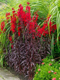 50 Queen Victoria Cardinal Flower Seeds, Lobelia Fulgens LO2250 flower seeds