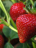 Strawberry Seeds - Organic, Heirloom, Open Pollinated, Non GMO - Grow Indoors, Outdoors, In Pots, Grow Beds, Soil, Hydroponics & Aquaponics seeds bulk