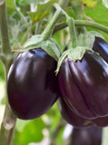 Eggplant Seeds - Organic, Heirloom, Open Pollinated, Non GMO - Grow Indoors, Outdoors, In Pots, Grow Beds, Soil, Hydroponics & Aquaponics seeds bulk