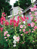 Hollyhock Pink Mix 25 Seeds Mix Light Medium and Dark Shades of Pink seeds bulk