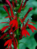 Bulk Red Cardinal Flower Seeds, Lobelia Cardinalis LO201C flower seeds